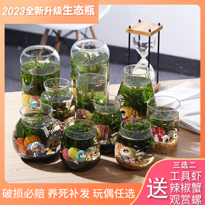 繁殖生态微景观换水diy斗鱼