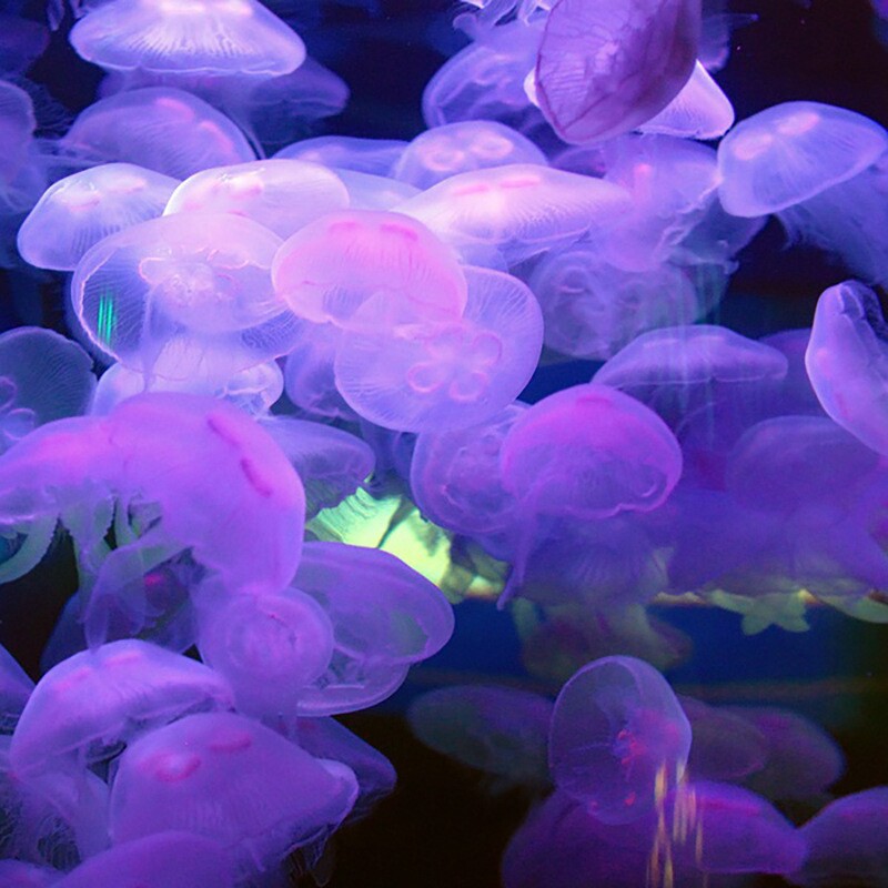 水母活物网红海洋小宠物发光无毒好养赤月海月摆摊观赏水母
