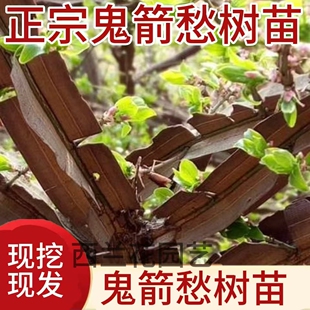 鬼见愁树苗鬼箭羽树苗卫矛正品家种大羽中药材苗镇宅盆景素材绿植