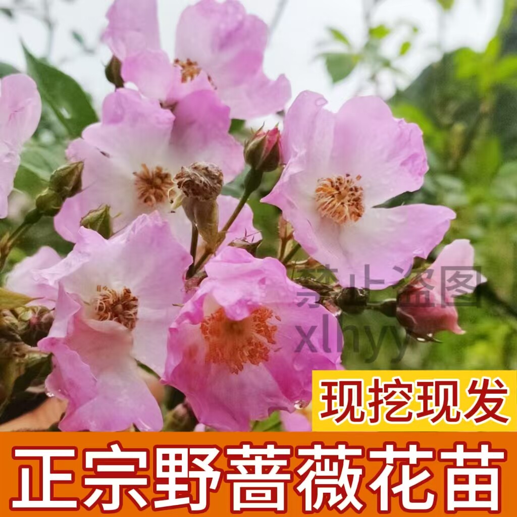 蔷薇花苗野蔷薇营实中药材苗刺苔绿植盆栽地栽盆景庭院植物爬藤