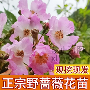 蔷薇花苗野蔷薇营实中药材苗刺苔绿植盆栽地栽盆景庭院植物爬藤