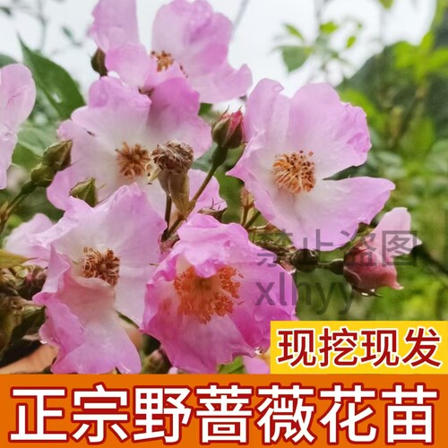 蔷薇花苗野蔷薇营实中药材苗刺苔