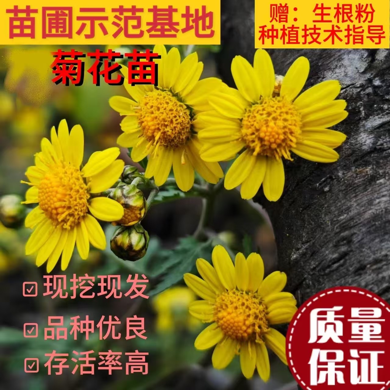 正宗野菊花苗中药材可食用菊花茶图片