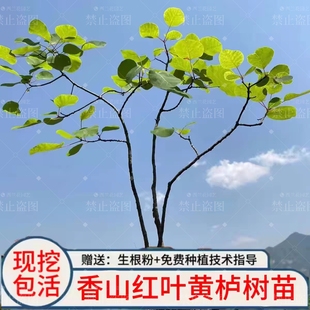 黄栌盆景老桩 香山红叶黄栌树苗 小苗庭院室内别墅盆栽观叶绿植