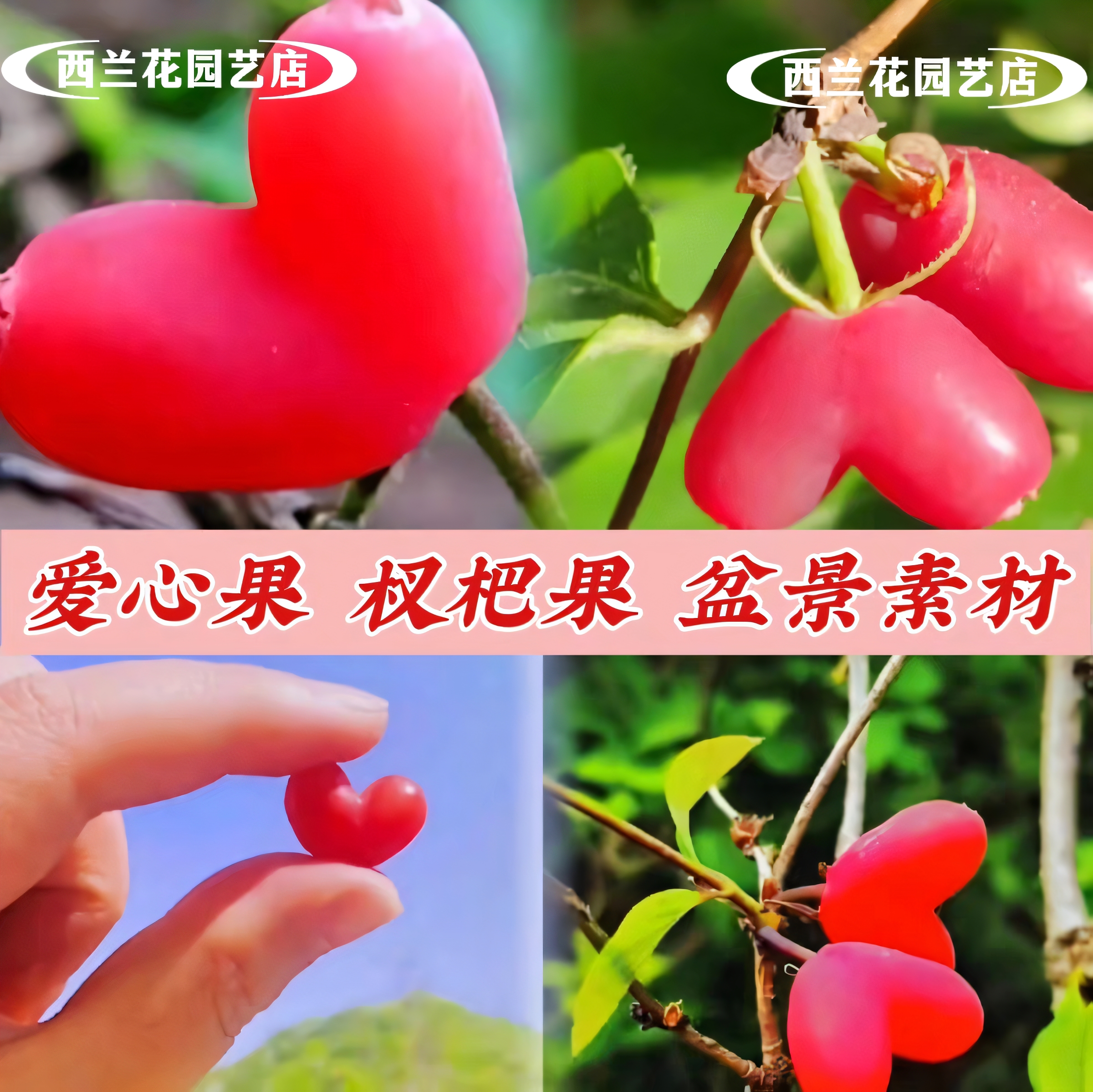 爱心果盆景郁香忍冬杈杷果树苗