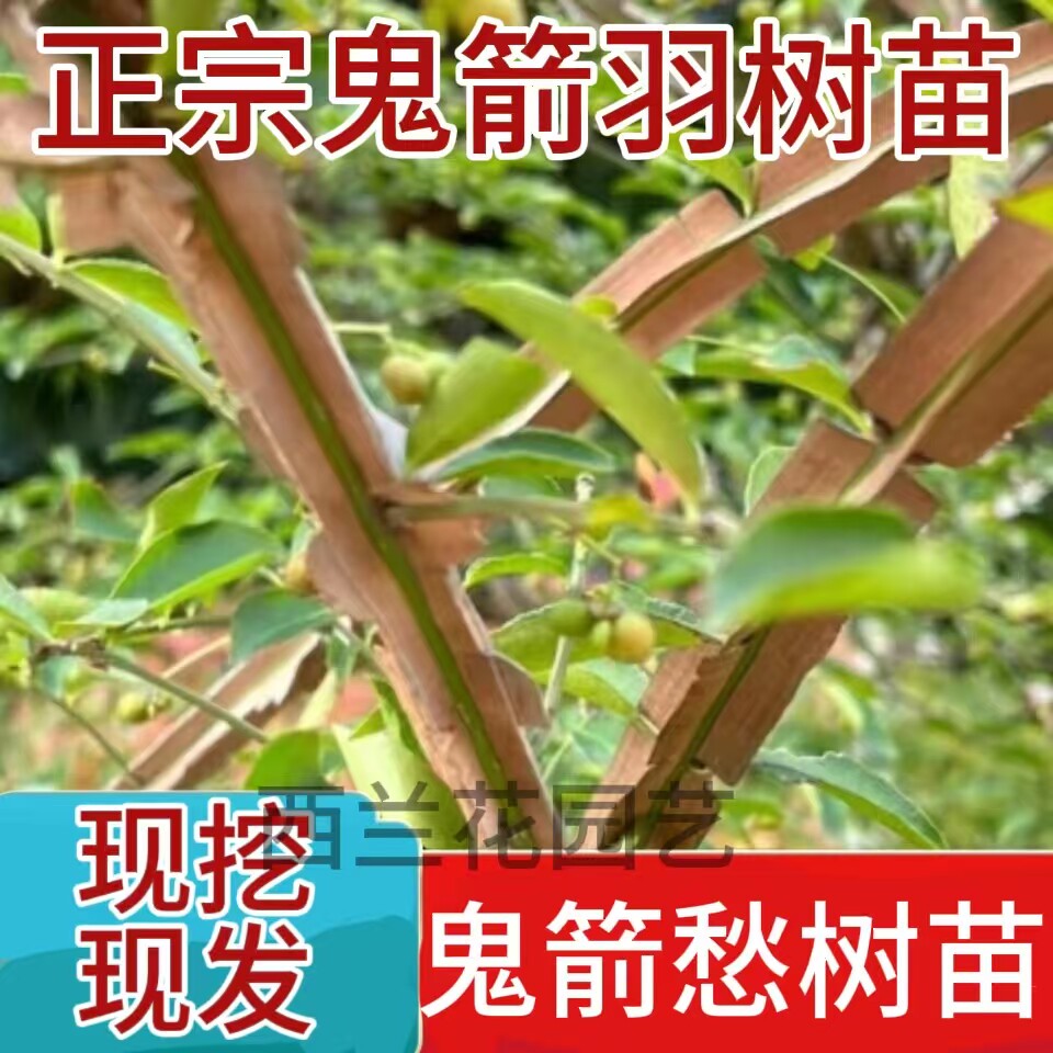 鬼见愁树苗批发正宗鬼箭羽树苗卫矛宽翅大羽镇宅盆景素材中药材苗