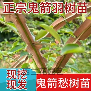 鬼见愁树苗批发正宗鬼箭羽树苗卫矛宽翅大羽镇宅盆景素材中药材苗