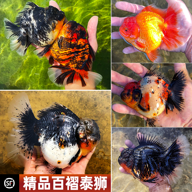 百褶泰狮进口精品金鱼活体麒麟黑色包金观赏鱼长尾耐活将军f1鱼苗