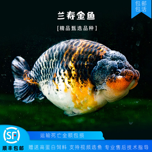 兰寿幼苗纯种观赏鱼活鱼潘氏金鱼