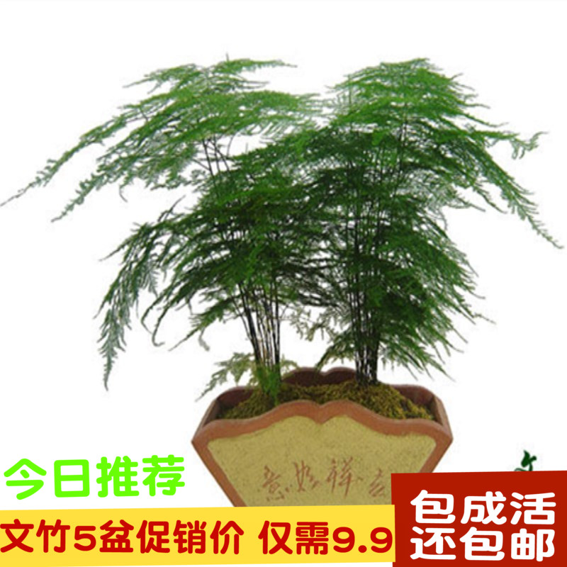 水培文竹盆栽苗绿色植物净化空气观叶室内花卉办公桌面盆栽盆景