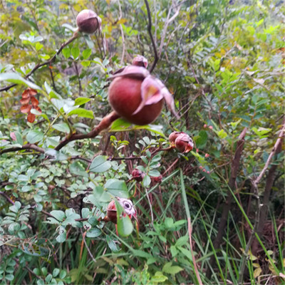 硕苞蔷薇果 白蔷薇扁子驮大苞蔷薇琉球野蔷薇毛刺头野果子酸甜