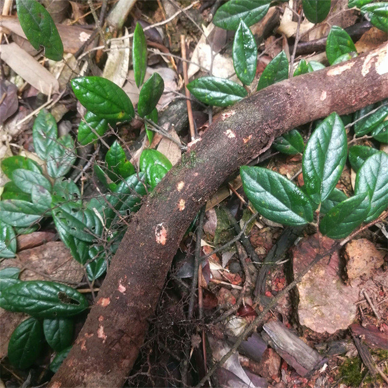 新鲜白花檵木根500克 泡桐根水杨梅根纯天然野生草药中药材