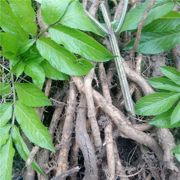 新鲜陆英根500克 接骨草根蒴藋根排风藤根八棱麻根纯天然中药材