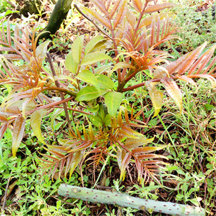 新鲜食茱萸叶子 红刺葱 大叶刺葱 仁刺葱 刺江某 江某 越椒中药材