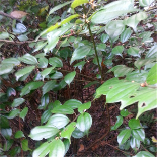 新鲜乌药枝叶 蒡箕茶 独脚樟新鲜枝叶现采现发500克