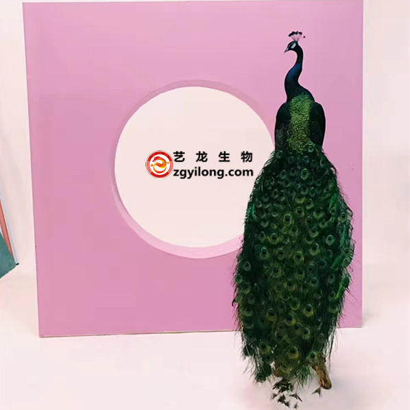 现货8年孔雀标本送礼蓝白孔雀动物标本橱窗店铺酒店装饰招财摆件