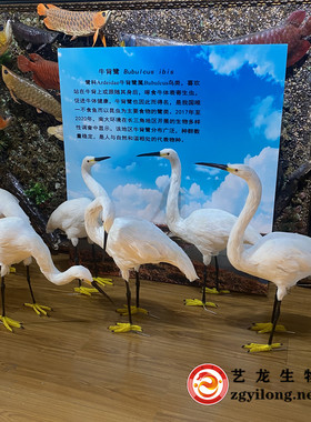 仿真鸟动物标本白鹭黑水鸡生物摆件八哥画眉真羽毛鸟类原创工艺品