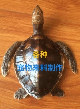宠物标本摆件各种乌龟标本模型加工制作生态模拟场景展示等比复原