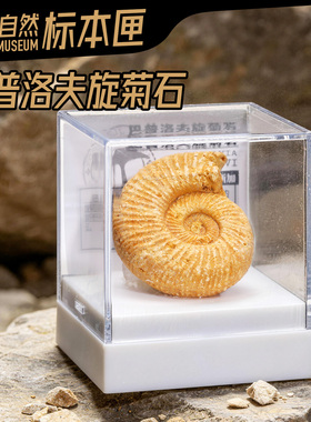 辛巴日记标本匣菊石生日创意礼物