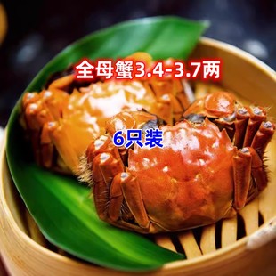 3.7两6只装 现货沐阳牌特大螃蟹大闸蟹全母蟹3.4 活蟹