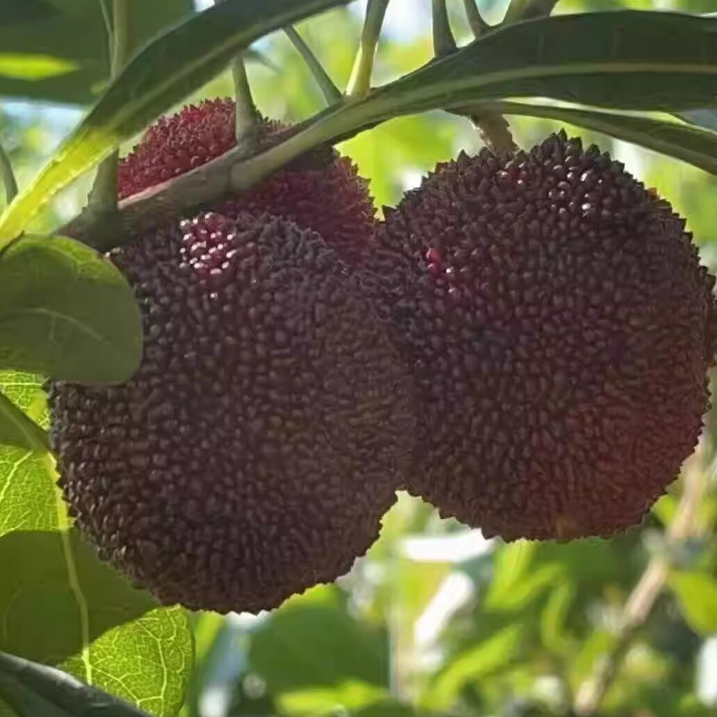 温州茶山青田仙居东魁大杨梅当季现摘新鲜孕妇