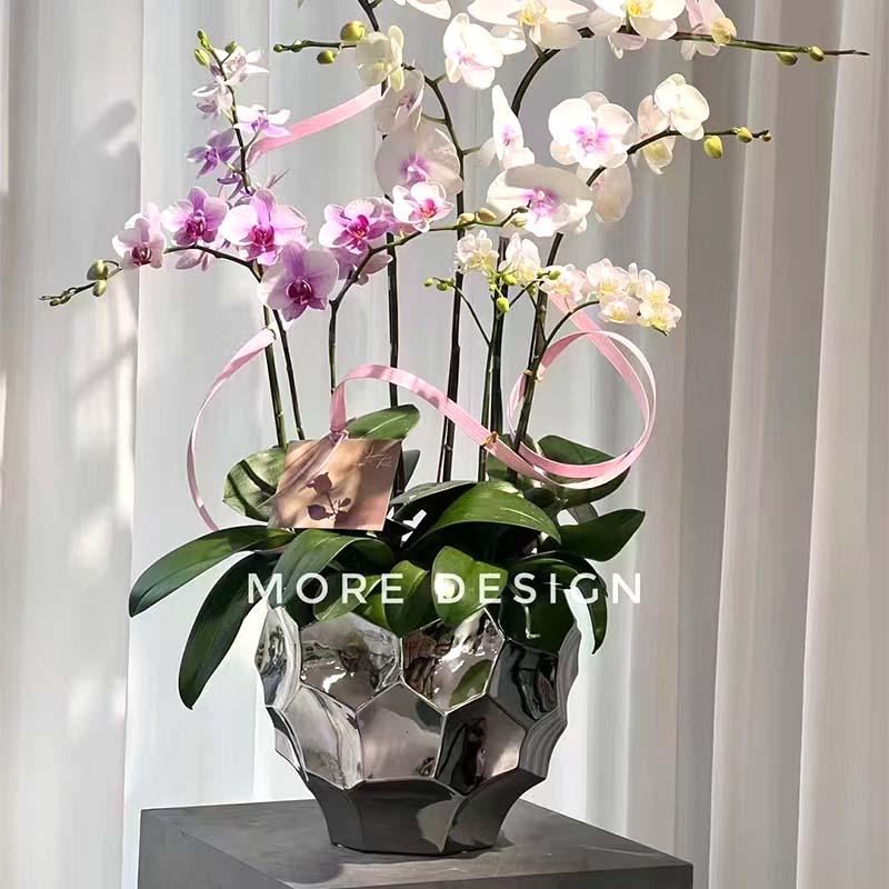 轻奢高级感花盆陶瓷蝴蝶兰镀金色