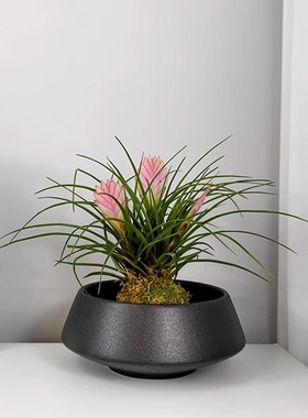 新中式厥类花盆陶瓷轻奢高级感家用蝴蝶兰水培创意造景插花器黑色