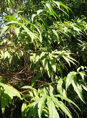 新鲜桃树叶 500g 嫩桃叶山毛桃叶桃子叶洗澡跳蚤 枝叶发货