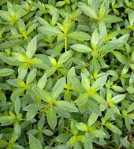 活体水花生真水草新鲜空心苋喜旱莲子草淡水鱼虾蟹养殖草 现采