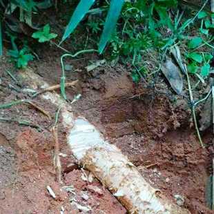 新鲜橄榄树根 新鲜青橄榄根 青果树根 白榄树根500g