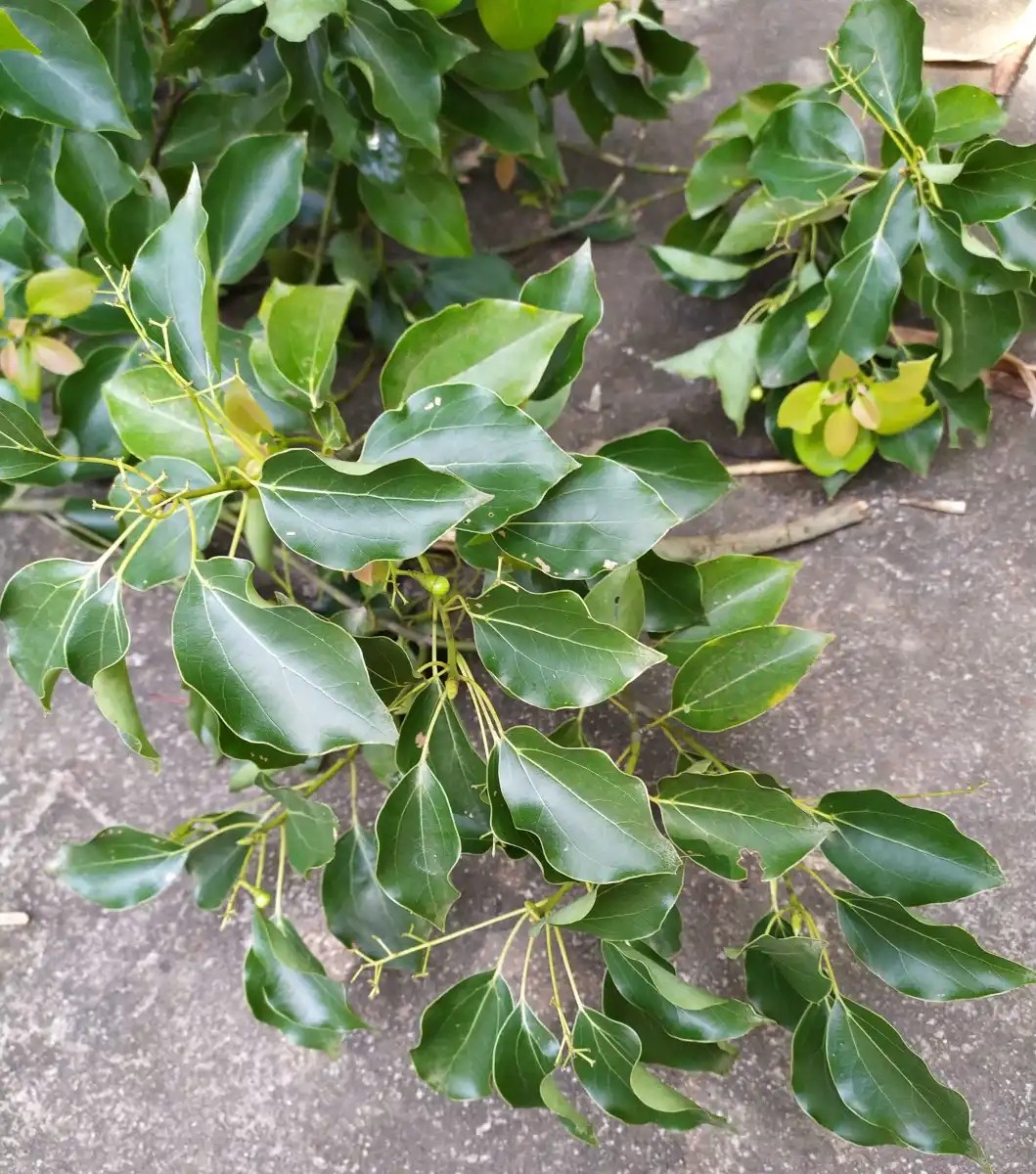 新鲜樟树叶香樟叶 香樟树树叶 香樟树枝  樟木叶 樟叶 包邮