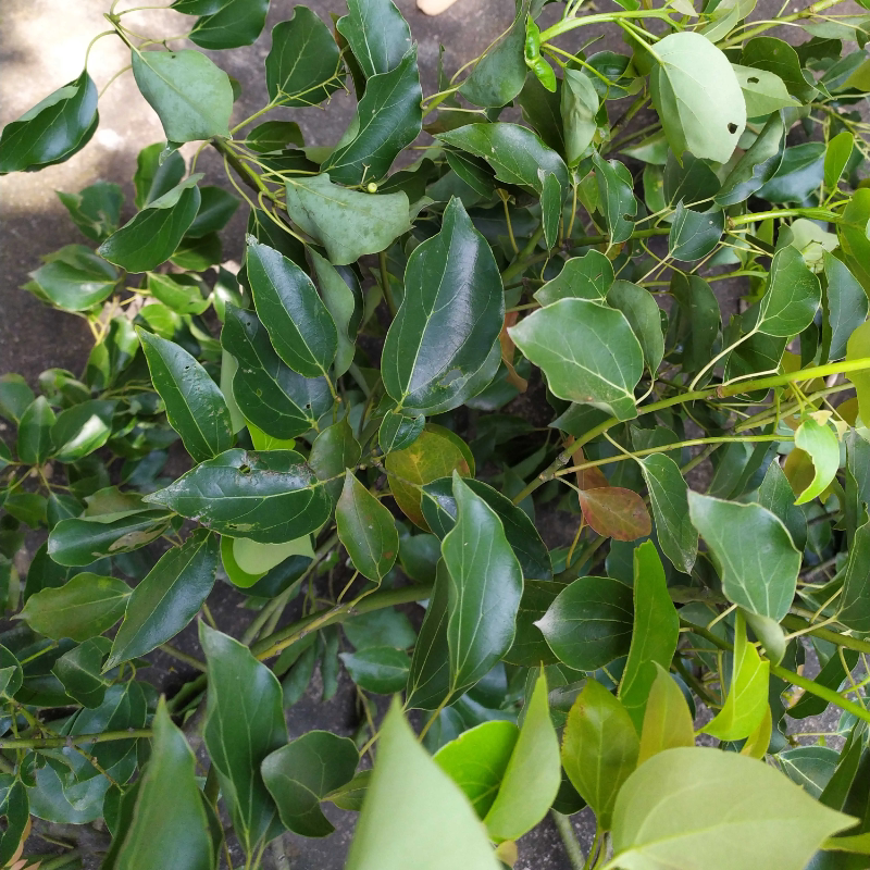 新鲜树叶500克包邮香樟