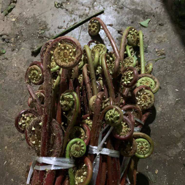 包邮割勾广东新鲜蕨菜赤蕨菜红蕨菜现摘野菜(非青蕨)1斤装