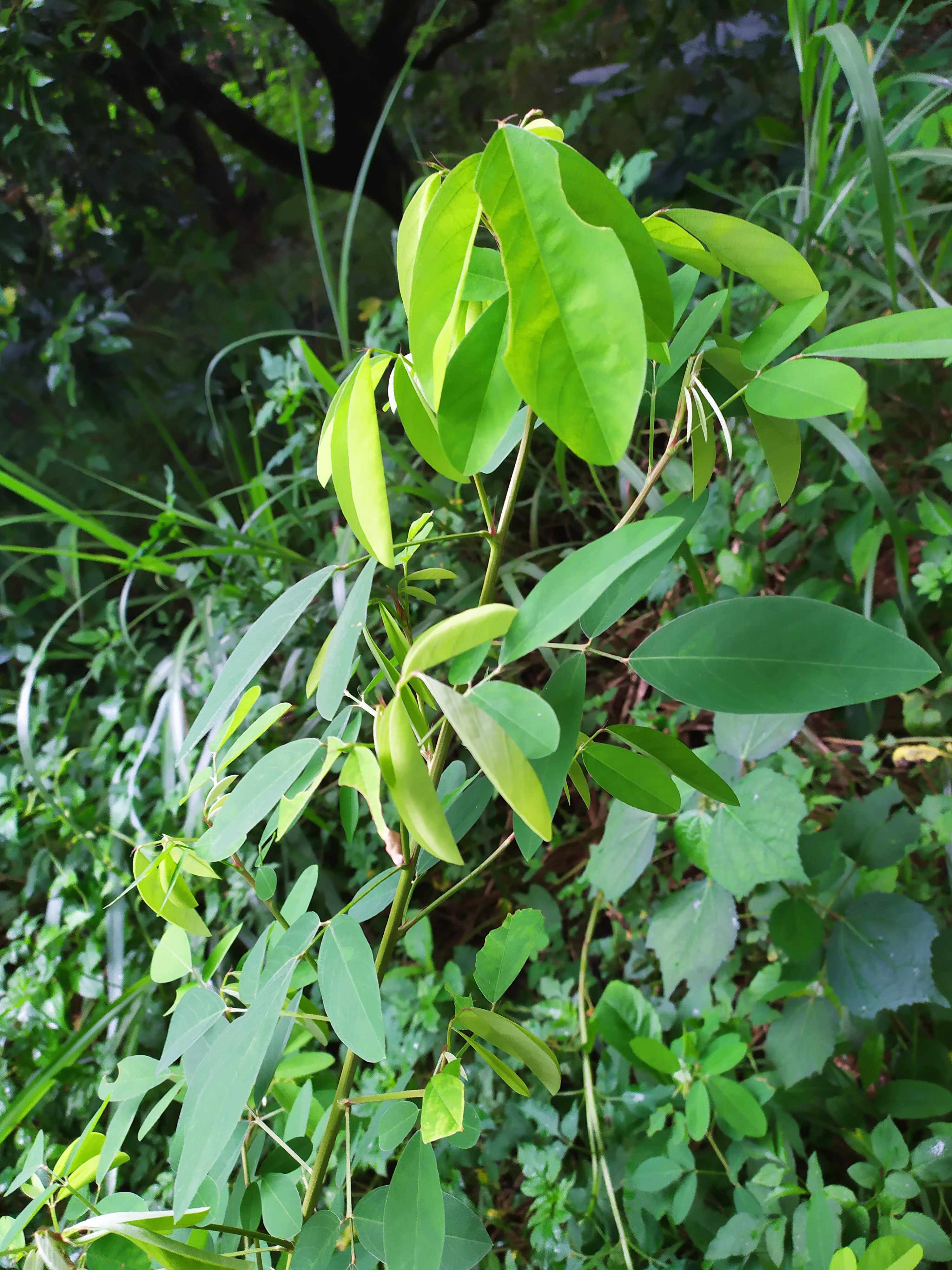 新鲜假地豆 野花生 大青叶血筋草 500包邮
