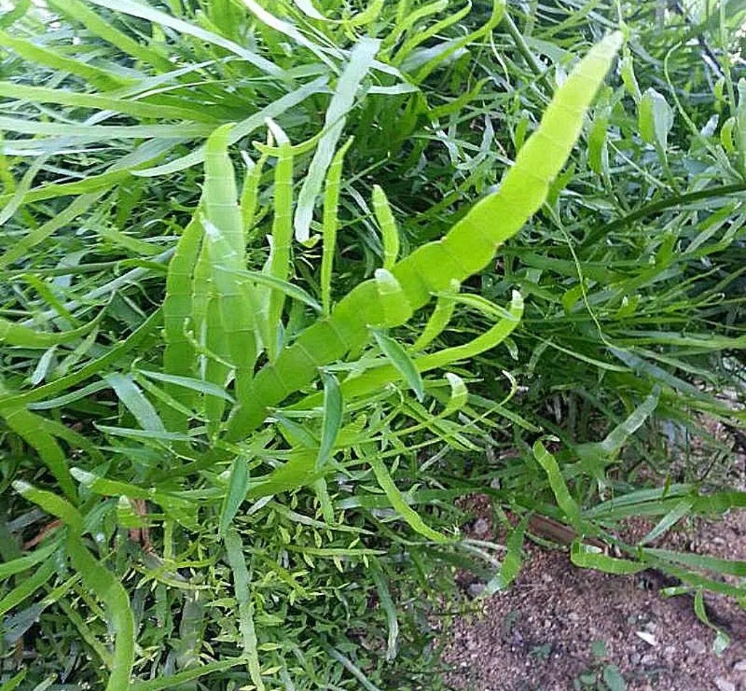 农家新鲜飞天蜈蚣草 竹节蓼 芽江草 飞天蜈蚣 250克鲜品