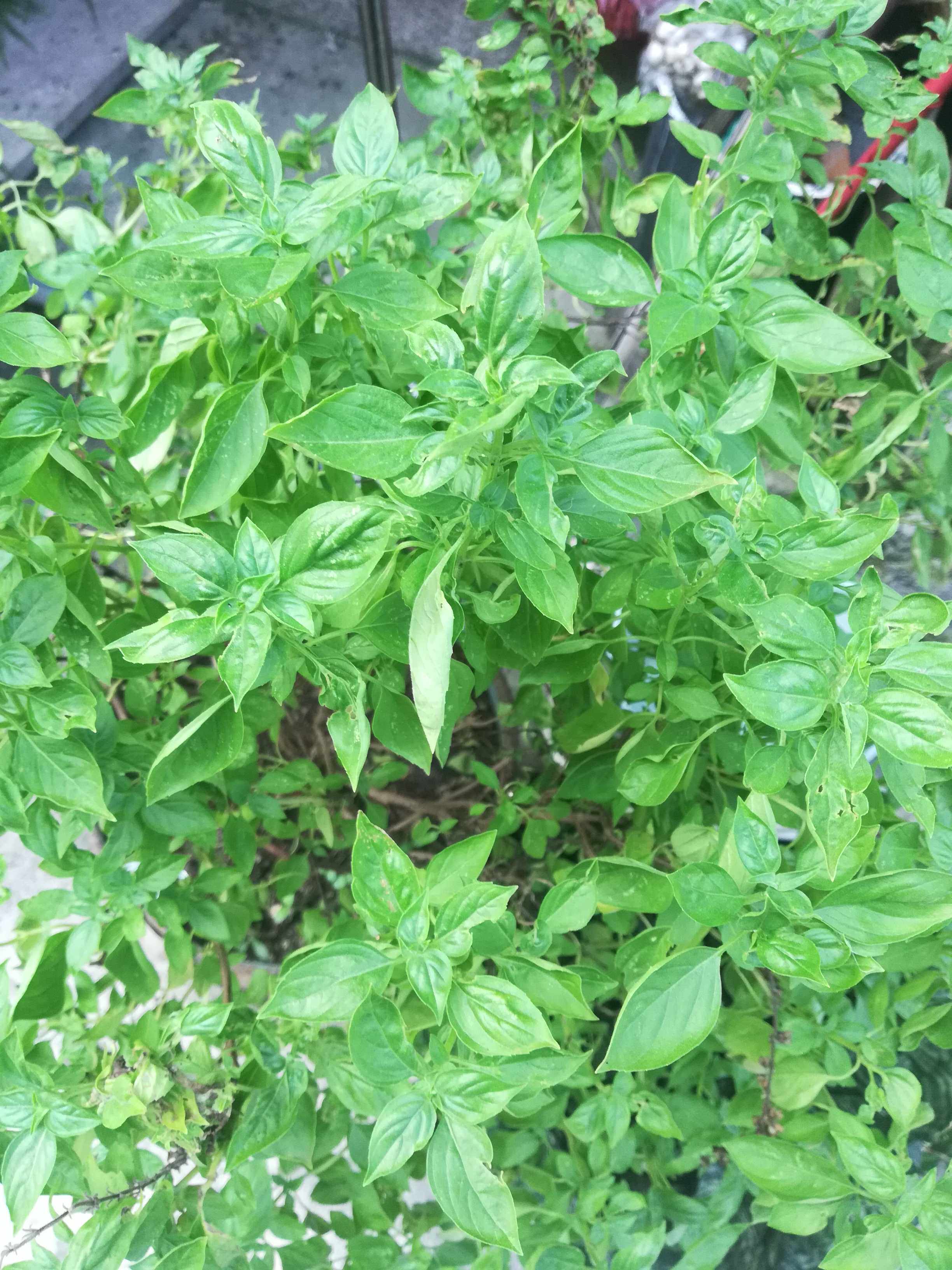 厨房食用新鲜九层塔潮汕金不换泰国罗勒植物香料新鲜甜罗勒100g