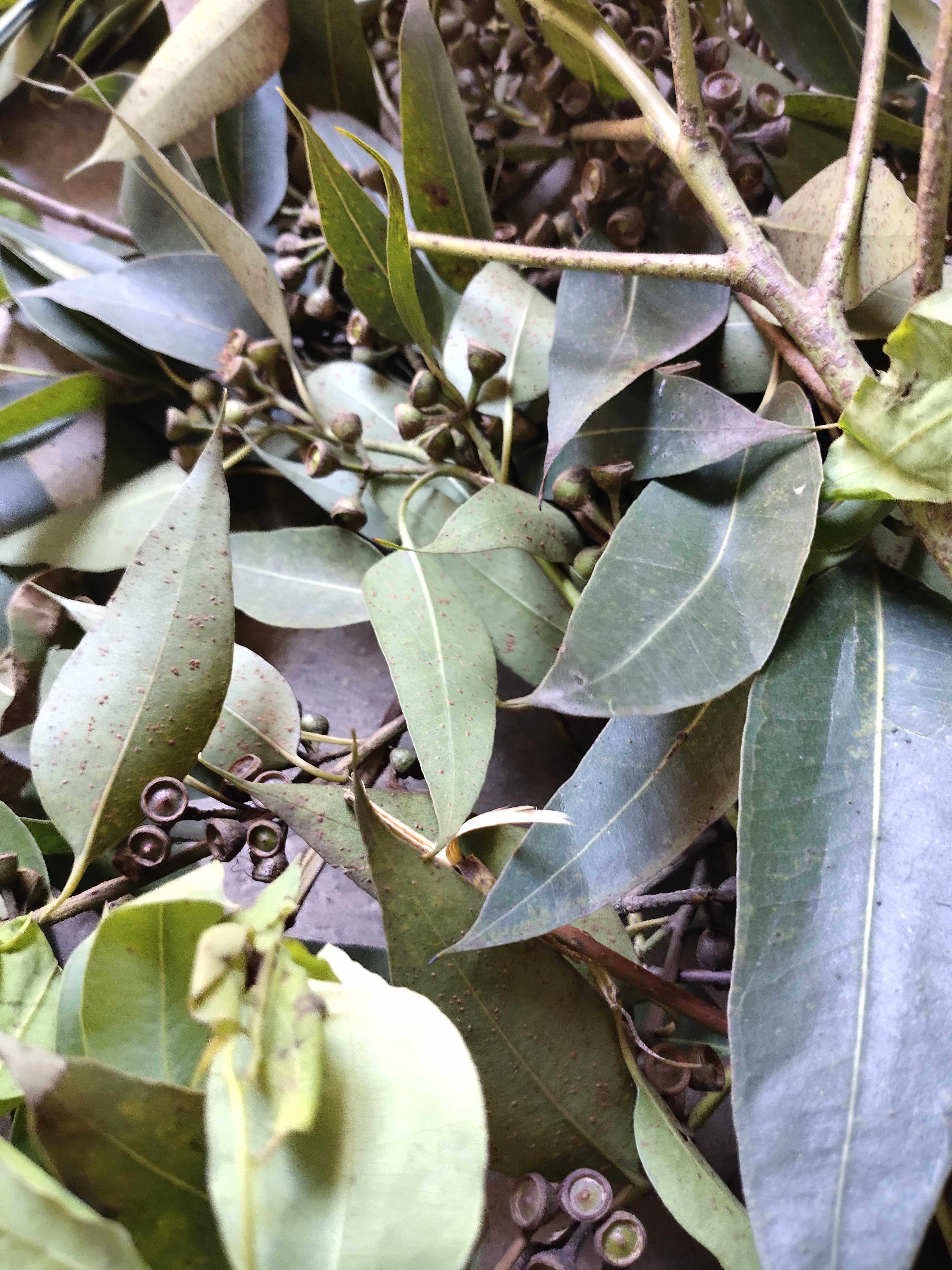 新鲜药用桉树叶 大叶桉树 原中药材桉树 新鲜品 1件500克