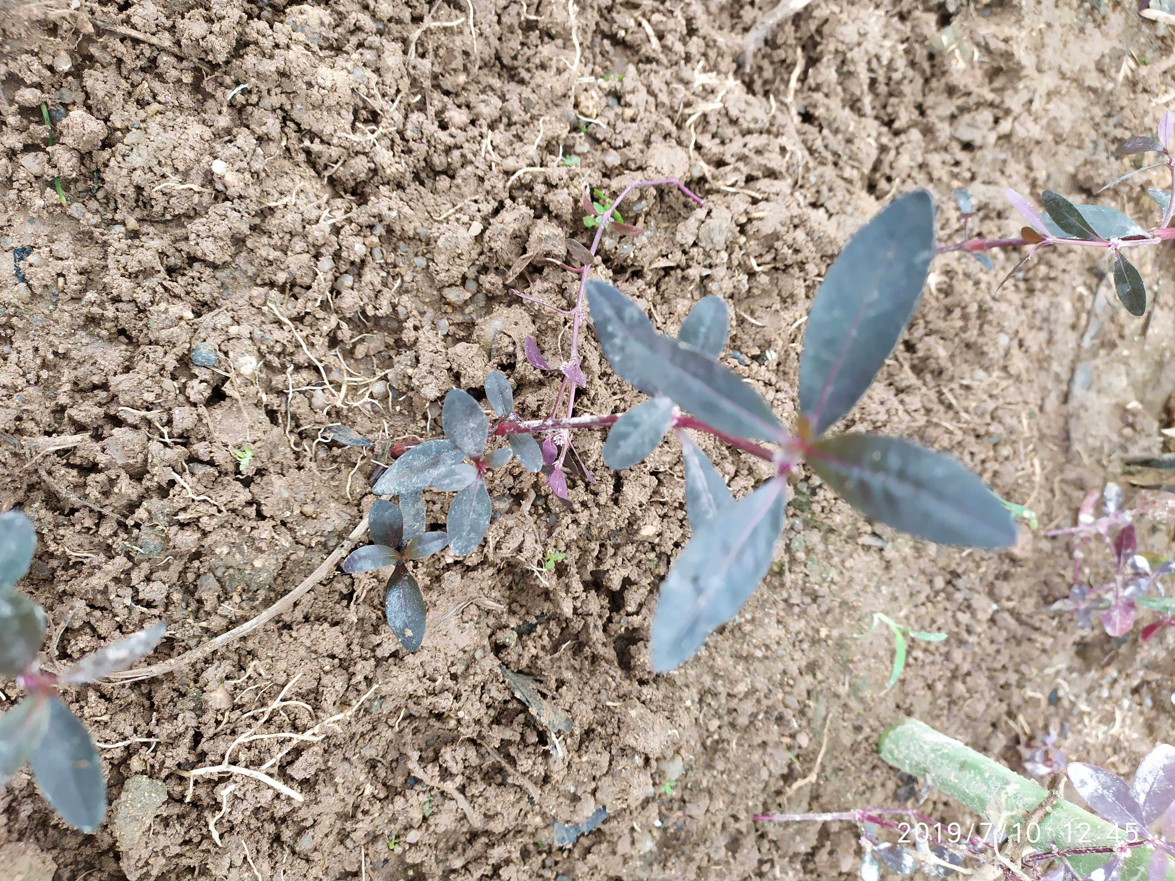红田乌草 红莲子草田边草 旱莲草红节节草 满天星2棵苗包邮