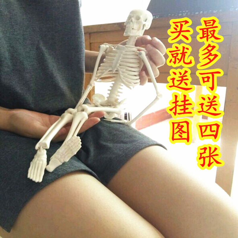 全身人体骨骼模型45 85 170cm骨架成人脊柱脊椎模型骷髅可拆卸-封面