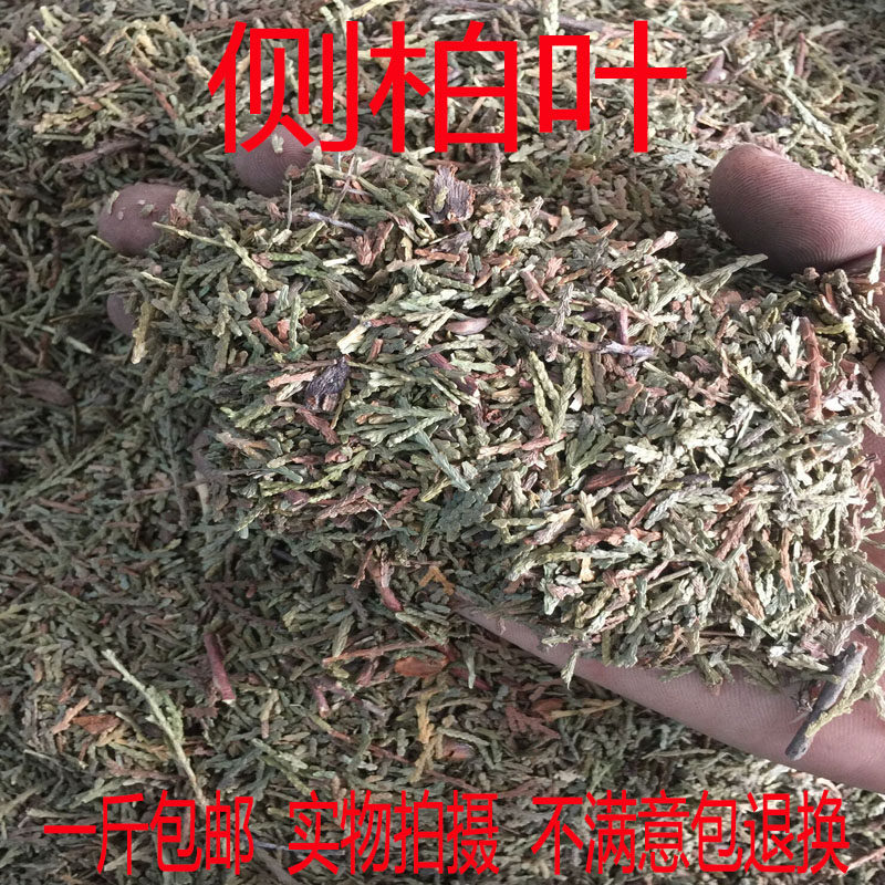 野生中药材侧柏叶500g包邮 新货可搭配桑叶 苦丁茶洗头发可帮磨粉