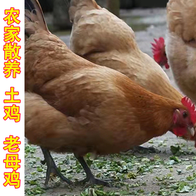 老母鸡安庆农家散养土鸡2年