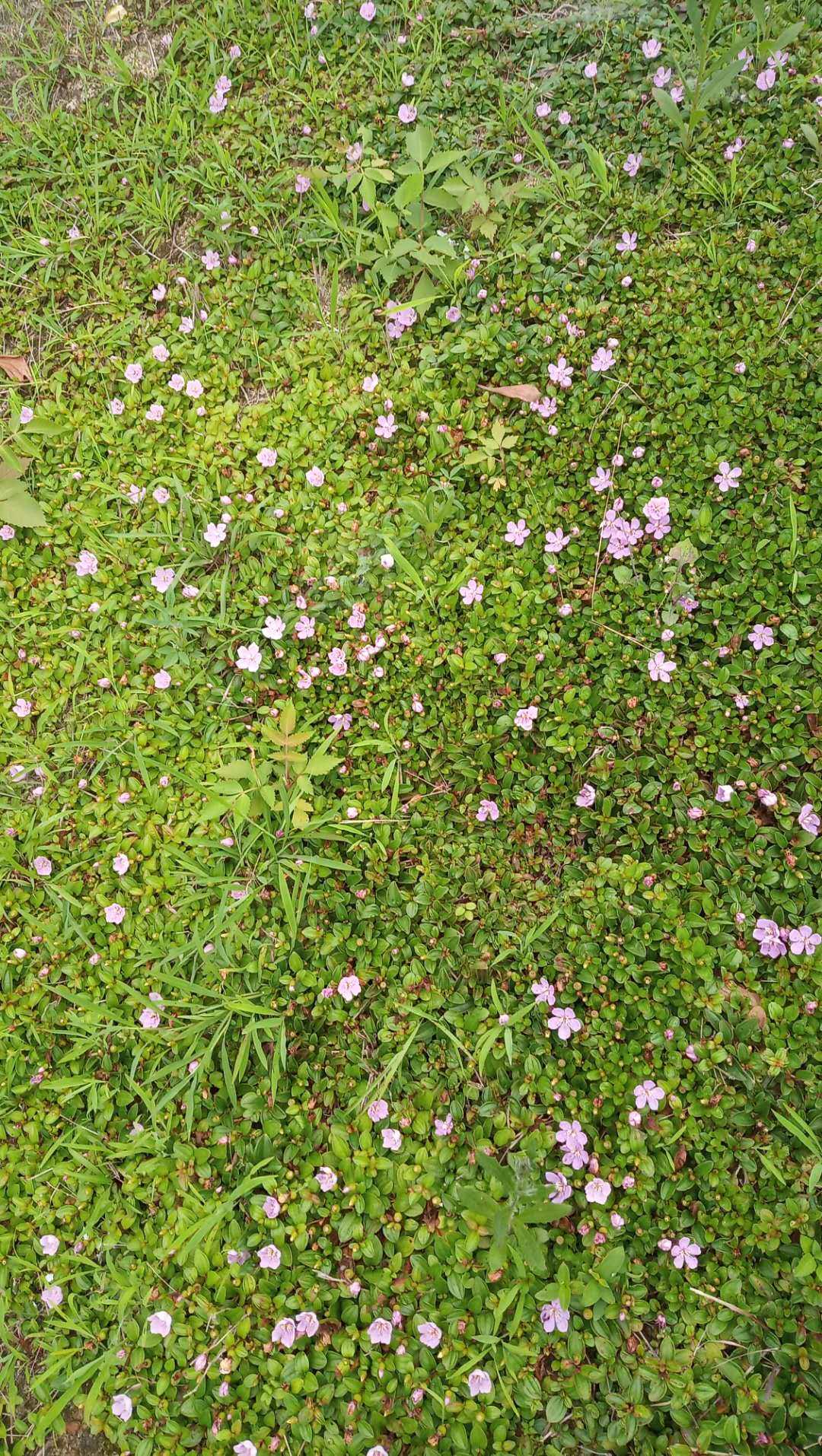 包邮潮汕青草药现采新鲜埔梨地稔埔稔地脚菍软枝杜苾小多年