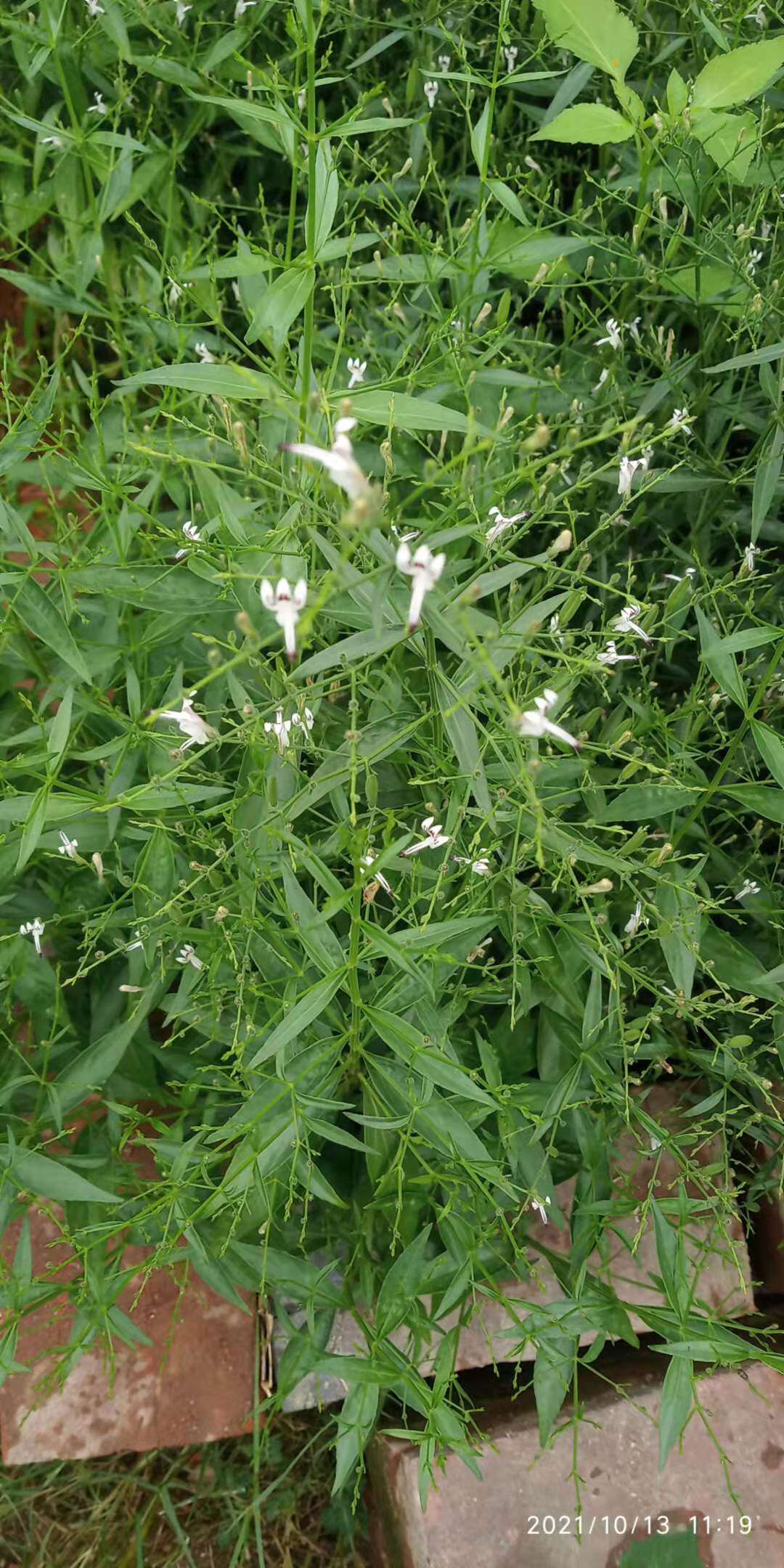 包邮潮汕青草药现采金香穿心莲印度苦草一见喜新鲜枝叶