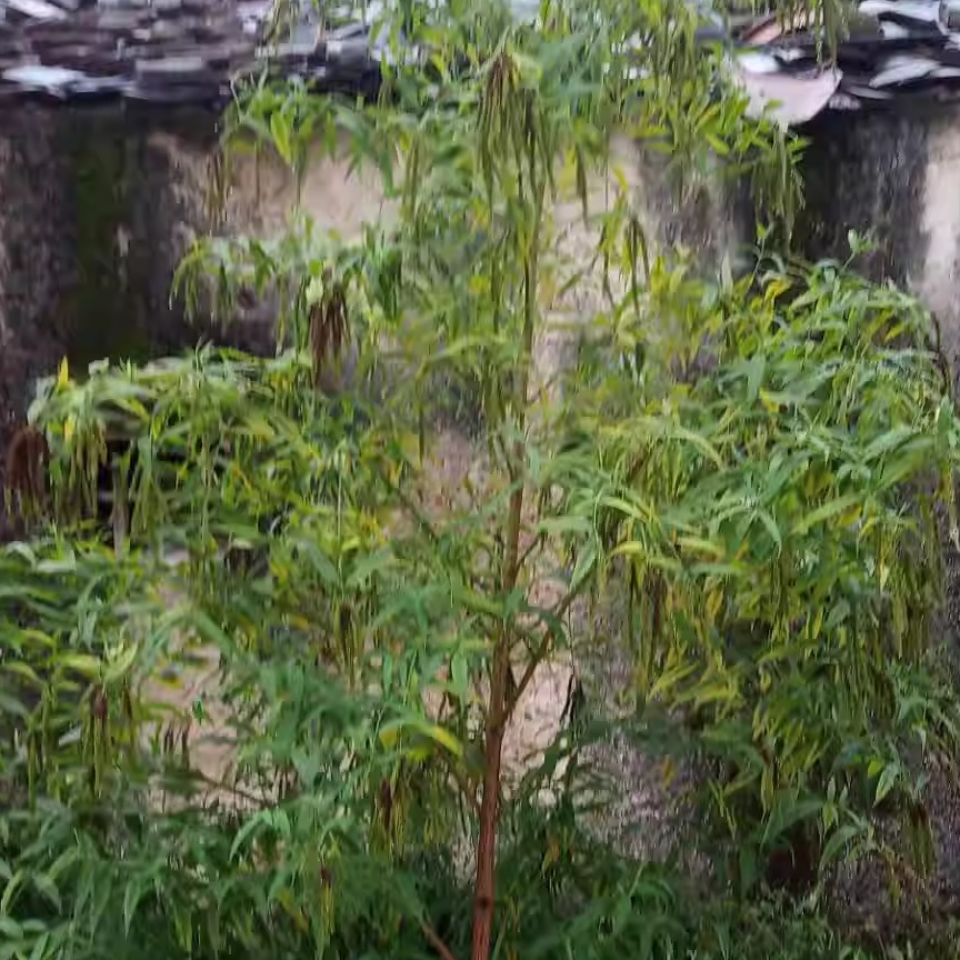 潮汕青草药白背枫独叶埔姜