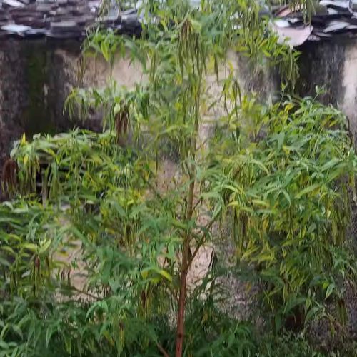 潮汕青草药白背枫独叶埔姜