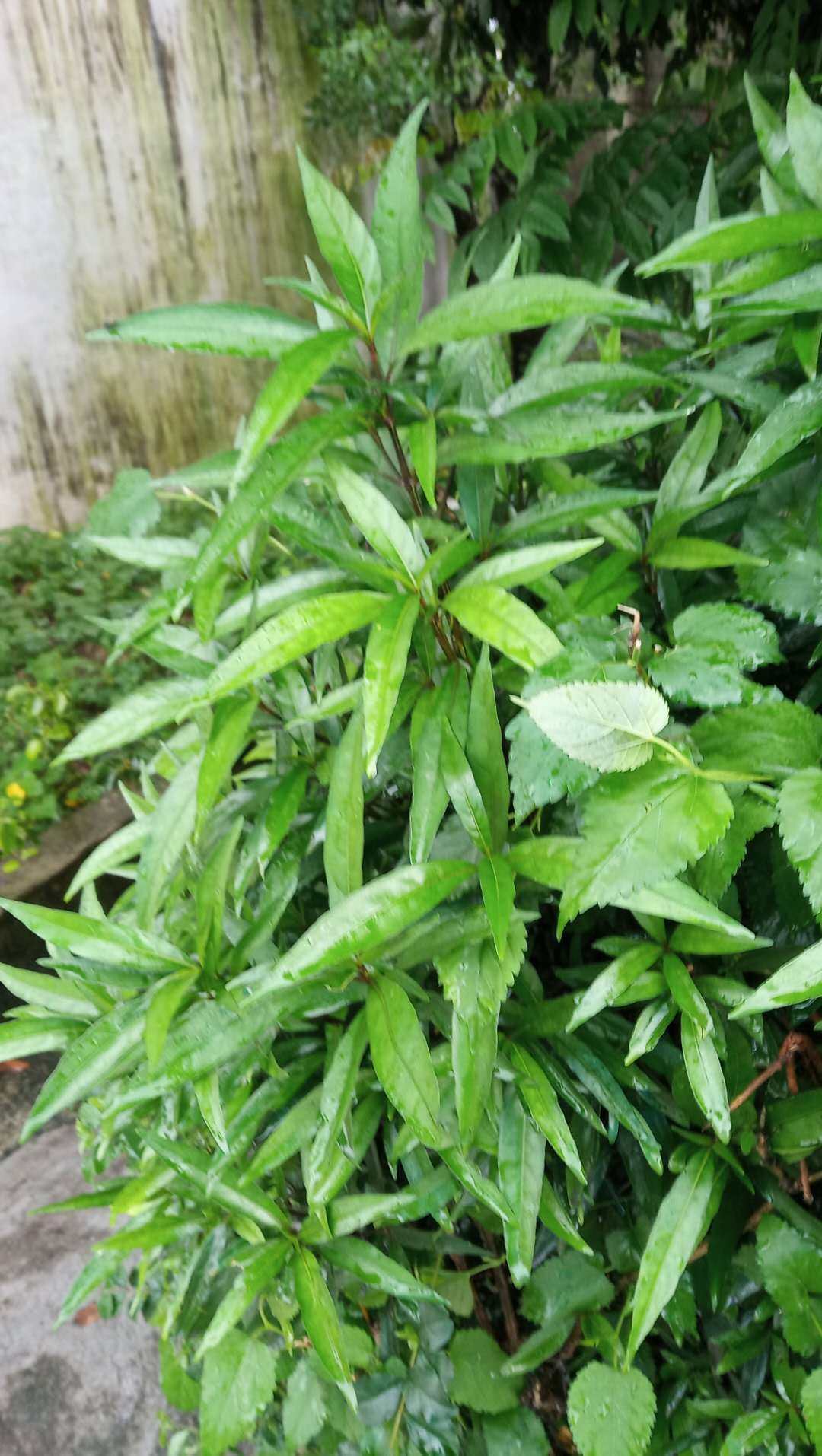 包邮潮汕青草药新鲜枝叶现采现发小驳骨接骨木裹篱樵乌骨黄藤