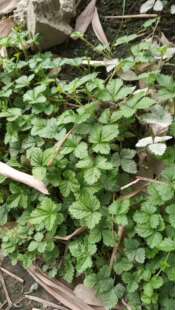 包邮潮汕青草药新鲜现采蛇泡子蛇莓龙吐珠倒地梅和尚头菠