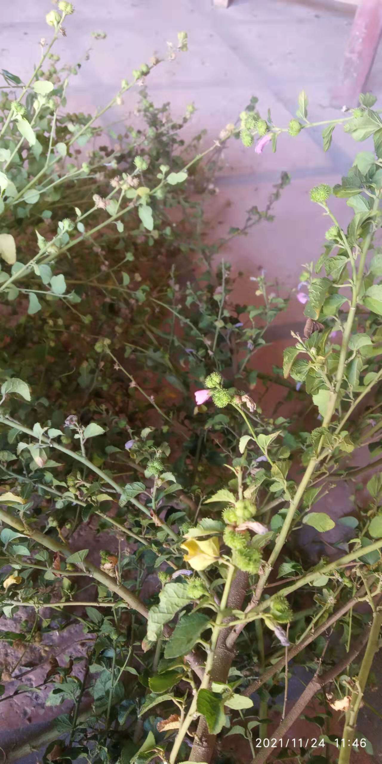 包邮潮汕青草药五爪虱母头狗脚迹猫踏蹄梵天花自晒枝叶干品