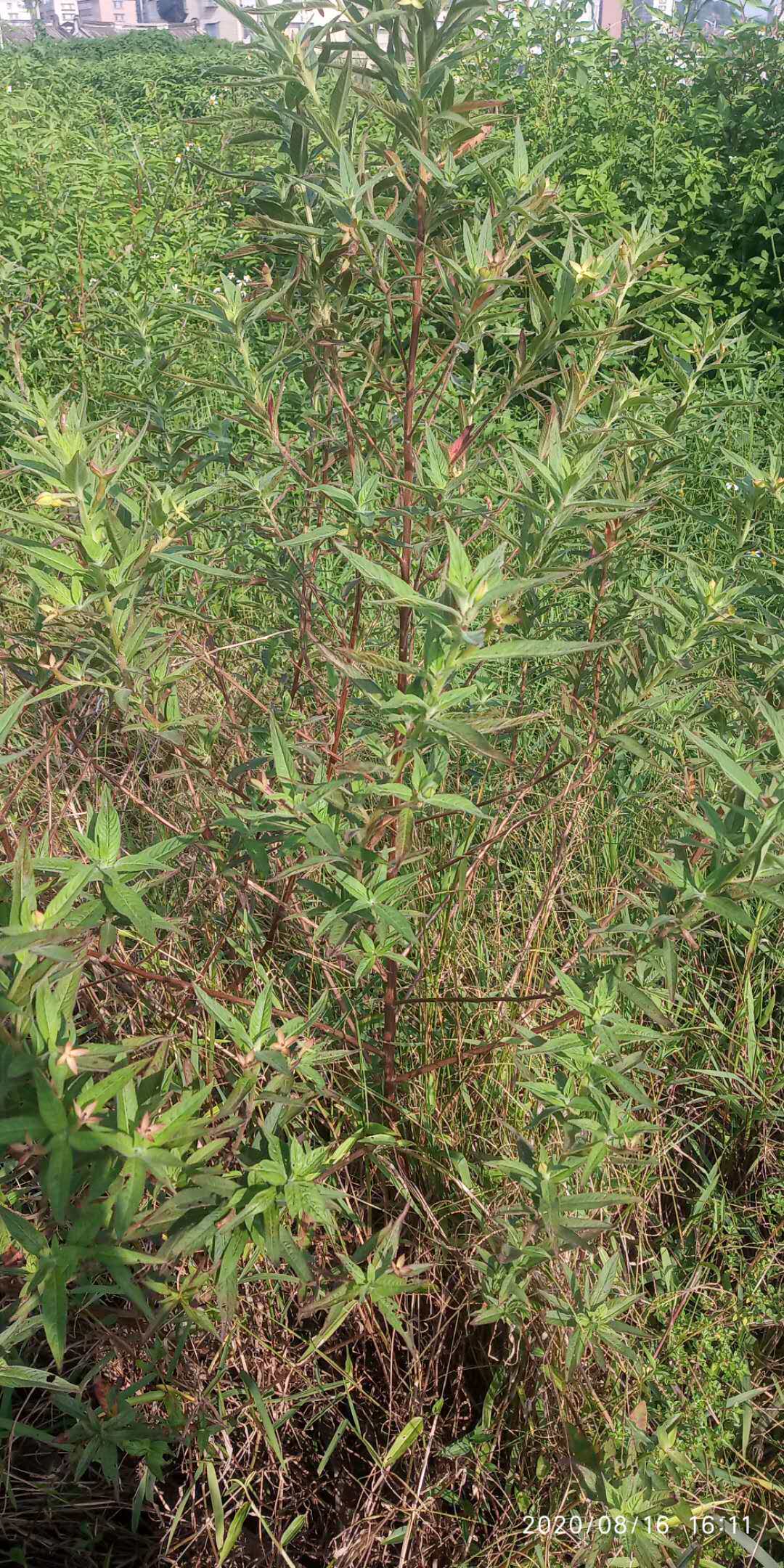 包邮潮汕青草药现采新鲜水石榴毛草龙
