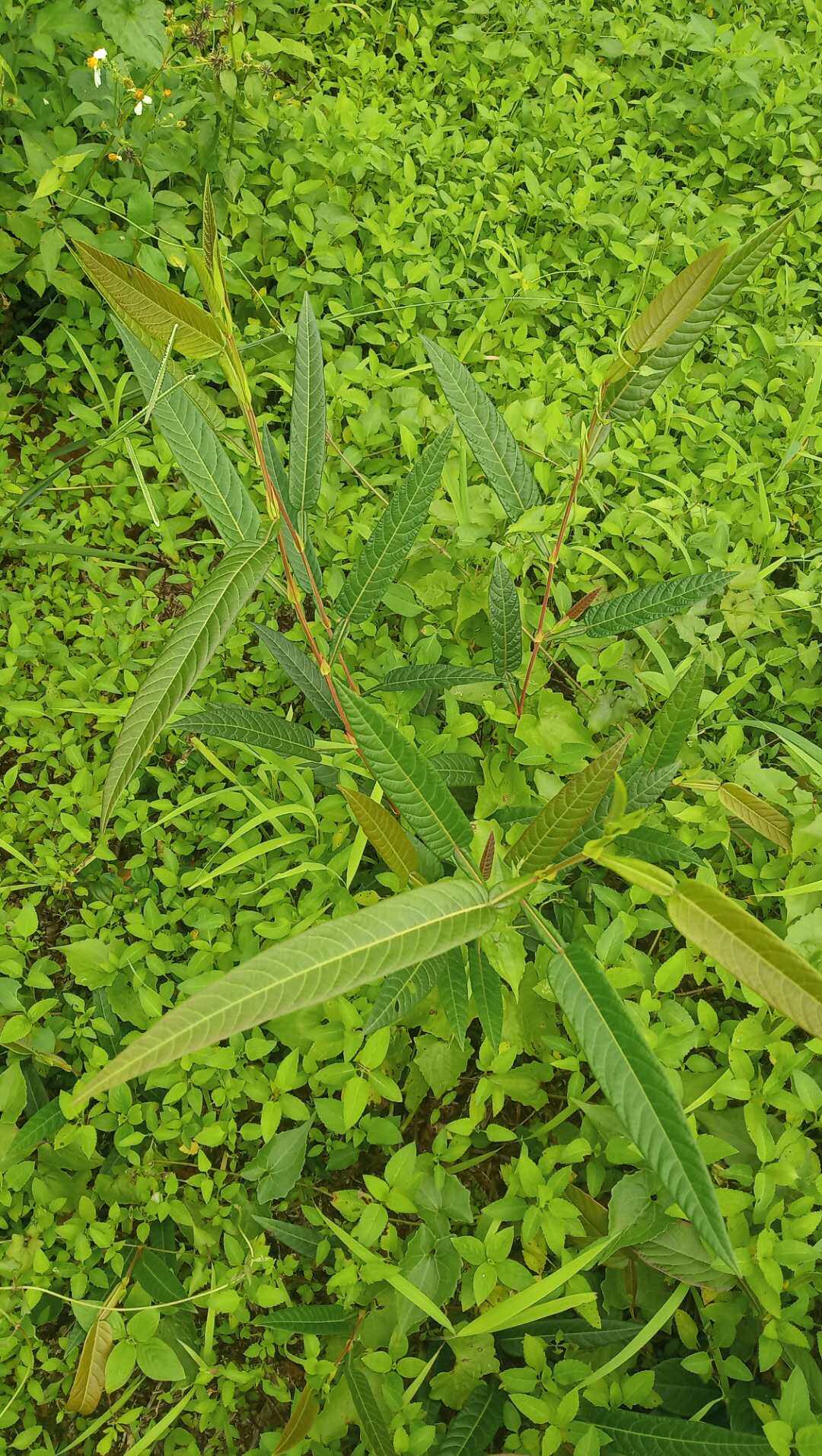 包邮潮汕青草药新鲜现采现发葫芦茶咸鱼草百劳舌金剑草